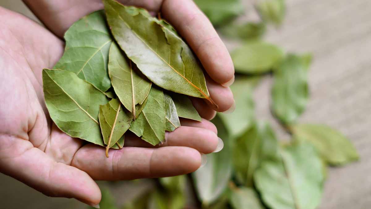 « Une feuille de laurier sous votre lit : une astuce secrète que de plus en plus de personnes utilisent »