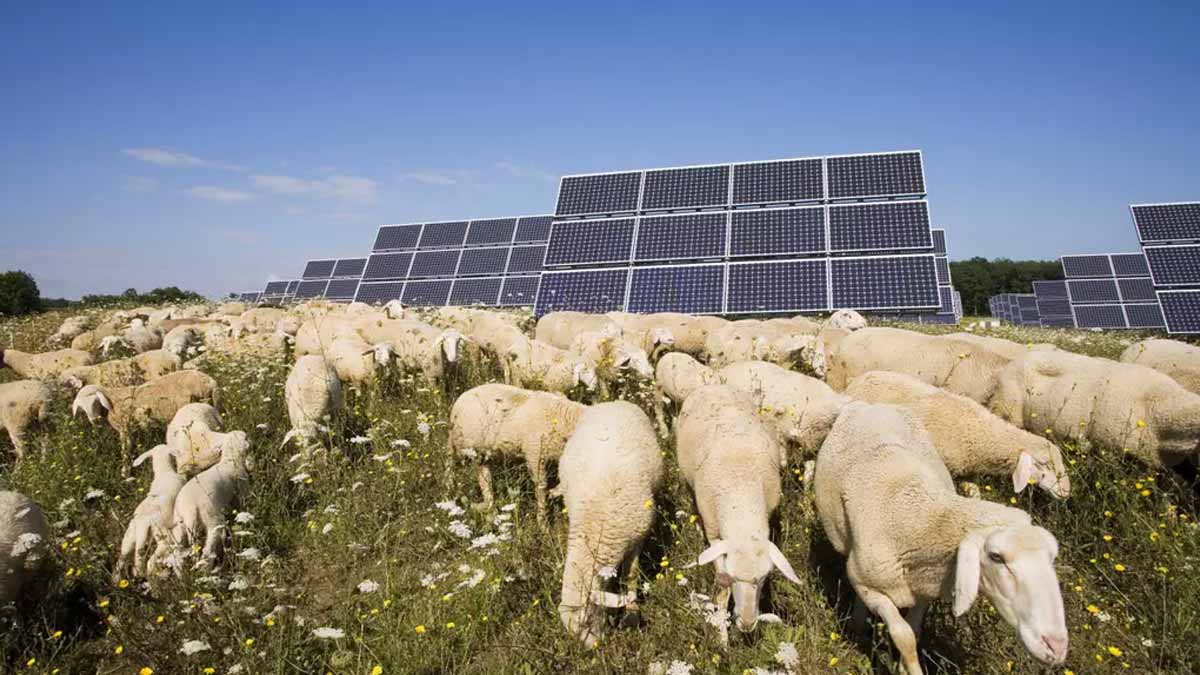 700 moutons déplacés sous des panneaux solaires et déjà les experts s’écharpent sur un comportement animal jugé totalement incroyable