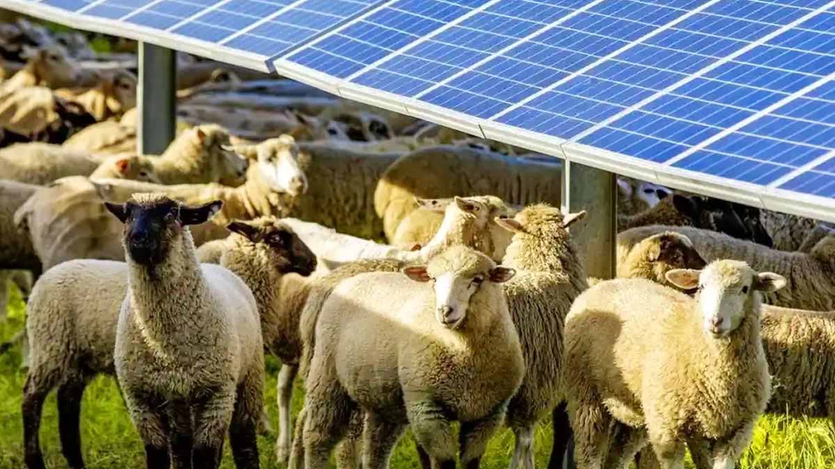 700 moutons déplacés sous des panneaux solaires et déjà les experts s’écharpent sur un comportement animal jugé totalement surprenant