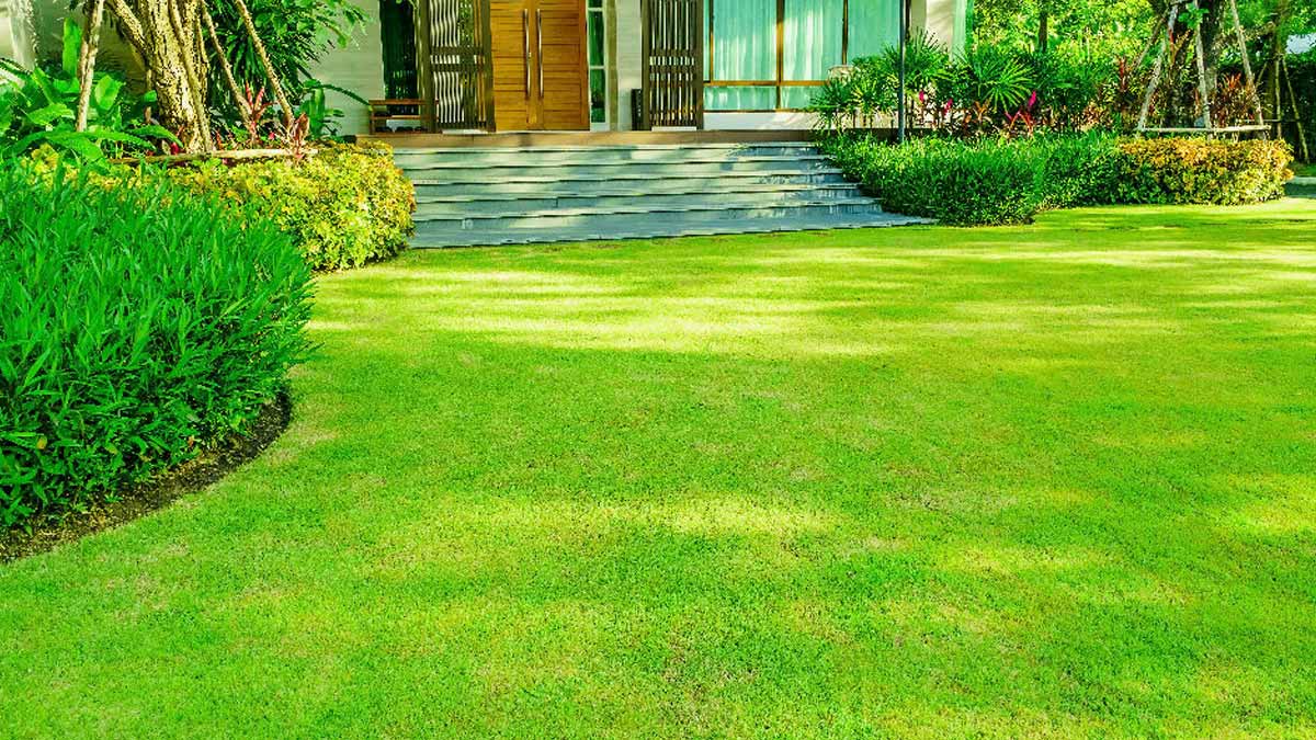 Plus vert l’été et plus facile à entretenir : cette alternative est meilleure que la pelouse