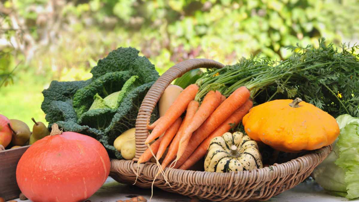 Après l’été, découvrez comment ces mystérieuses pierres plates peuvent transformer votre potager : elles maintiennent la fraîcheur et éloignent naturellement les ravageurs
