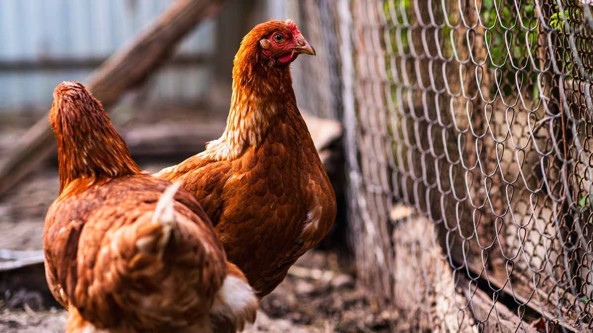 bain de poussière poules