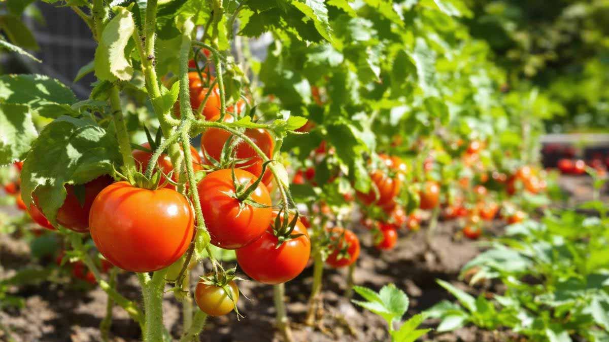 Ce que vous jetez chaque fin d’été pourrait être l’arme secrète pour des tomates exceptionnellement sucrées : découvrez comment ce trésor de cuisine transforme votre potager