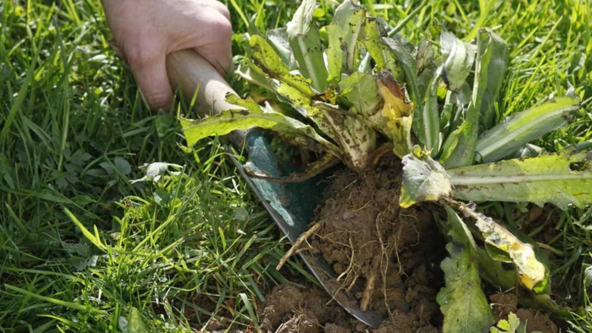 Ces trois « mauvaises herbes » ignorées post-août se métamorphosent en champions du compost : comment elles transforment radicalement votre potager sans dépenser un centime
