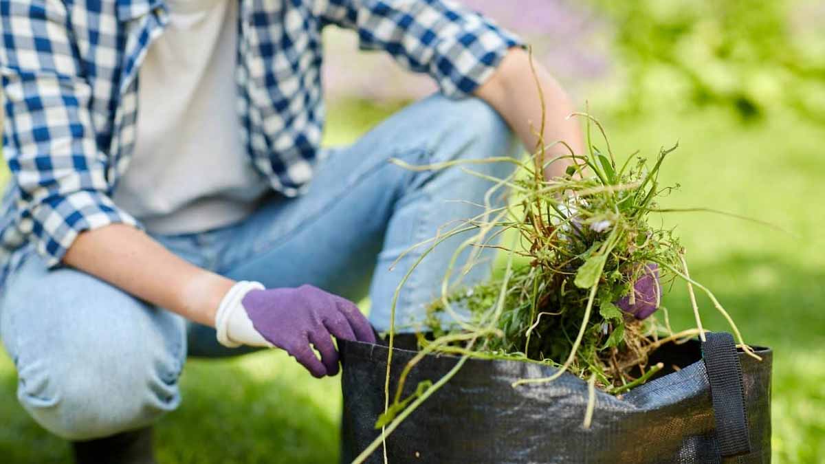 C’est un secret que les paysagistes partagent rarement : utiliser cet élément banal change tout pour un désherbage naturel ultra efficace