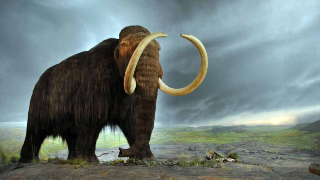Choquant : En voulant ramener des mammouths à la vie, des scientifiques créent une créature étrange