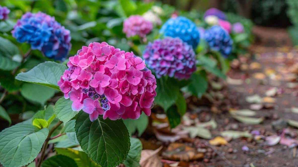 couper les fleurs fanées d'hortensia