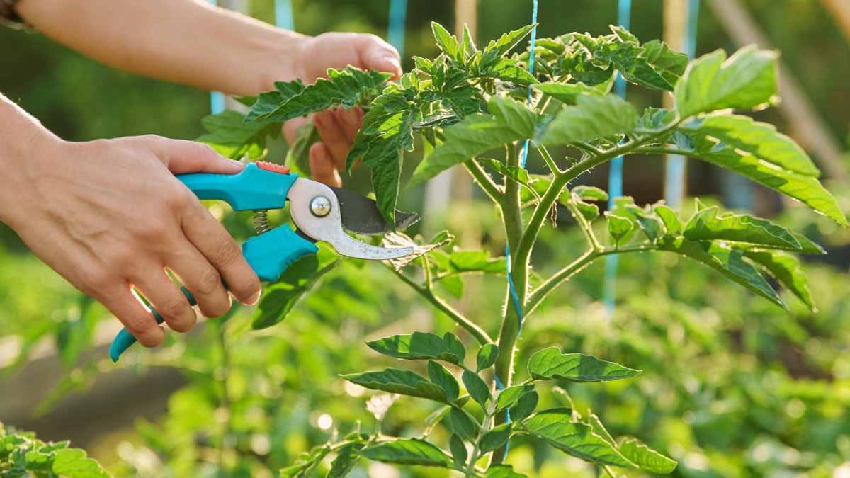 Doublez facilement votre récolte de tomates grâce à ce petit geste de maraîcher professionnel !