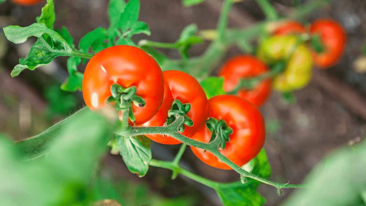 engrais naturel tomates
