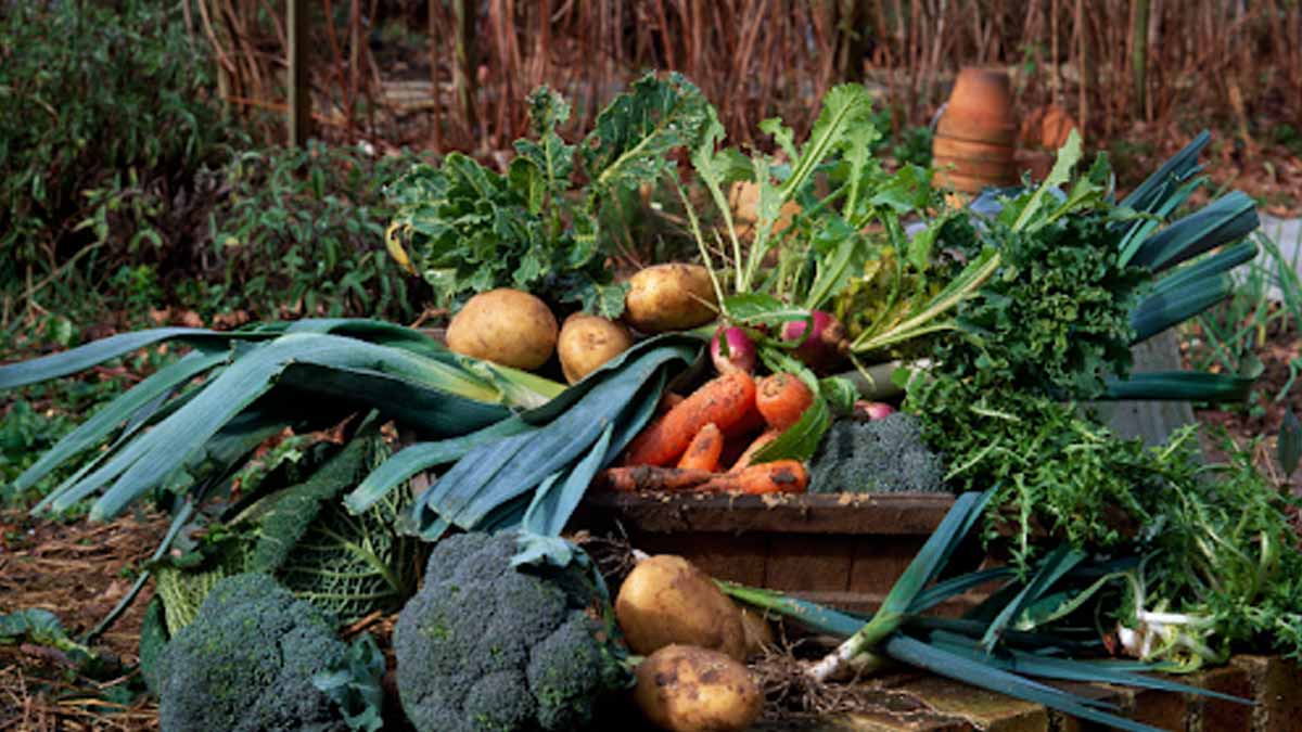 erreur au potager canicule
