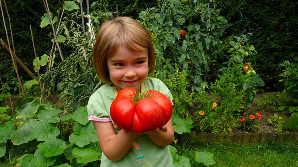 faire pousser des tomates