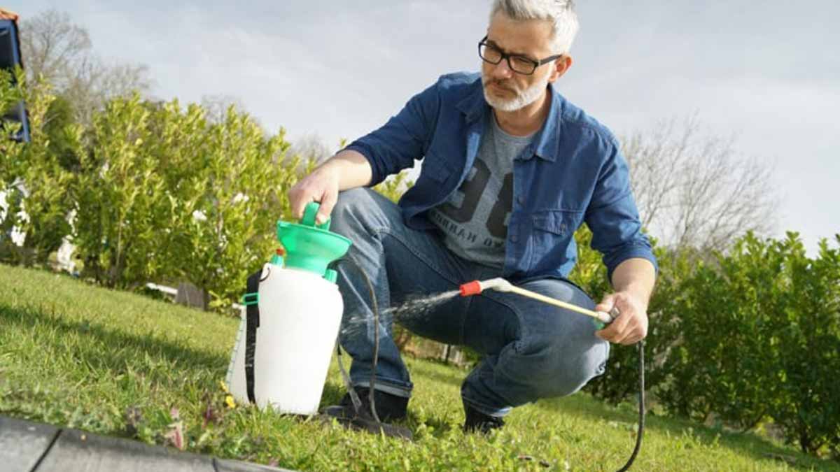 Faut-il désherber avec de l’eau de Javel ? Les jardiniers révèlent enfin la vérité