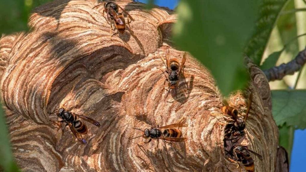 Frelon asiatique : les spécialistes du piégeage lancent une alerte après la découverte de nids cachés