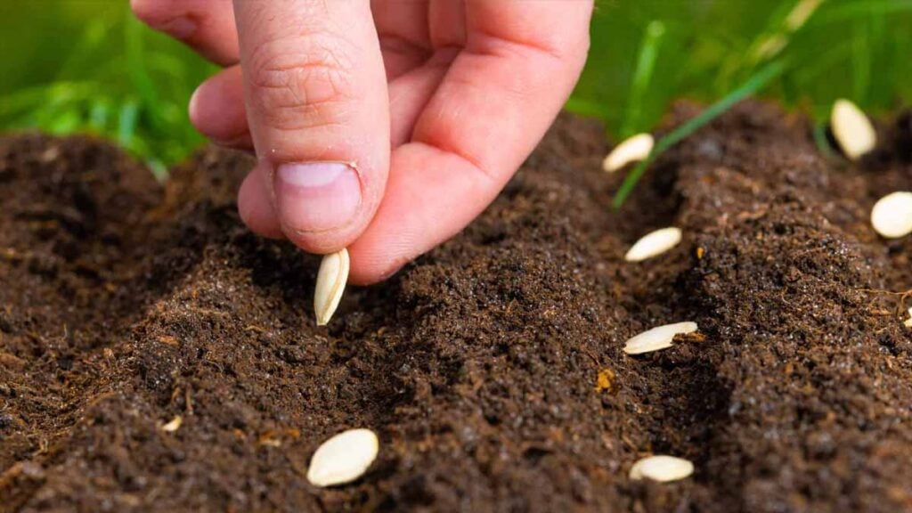 Jardin : voici les semis à réaliser absolument avant fin août pour profiter de bons légumes du jardin dès cet automne