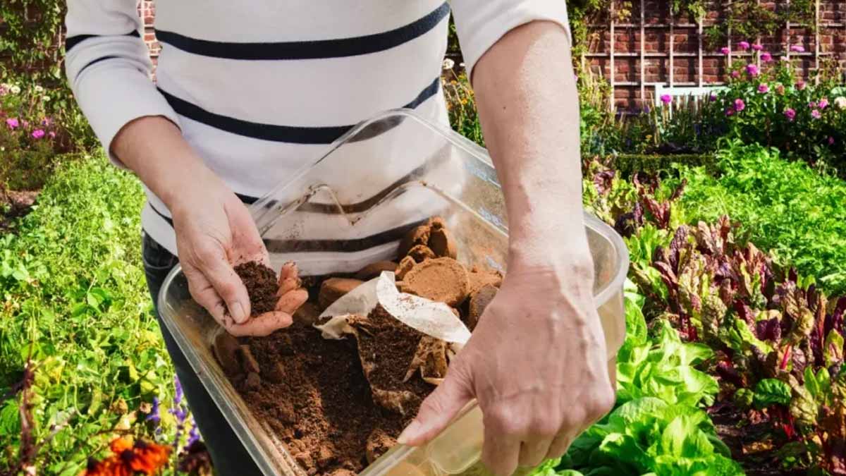 Le débat enfle chez les jardiniers : utiliser du marc de café en post-août double la fertilité du sol, une révélation qui bouleverse les pratiques établies