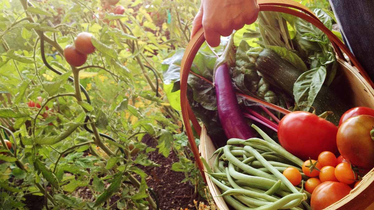 légumes à planter en août