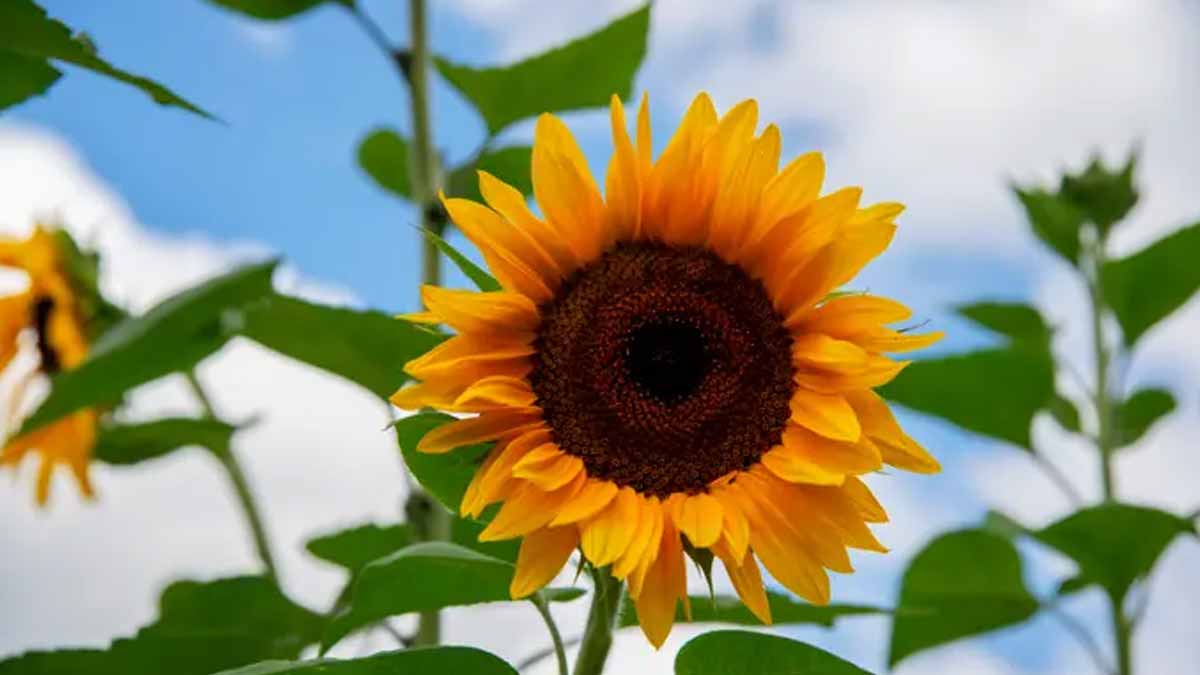 « Les autres plantes sont mortes, pas elle » : cette fleur résistante au soleil brûlant revient en force dans les jardins méditerranéens