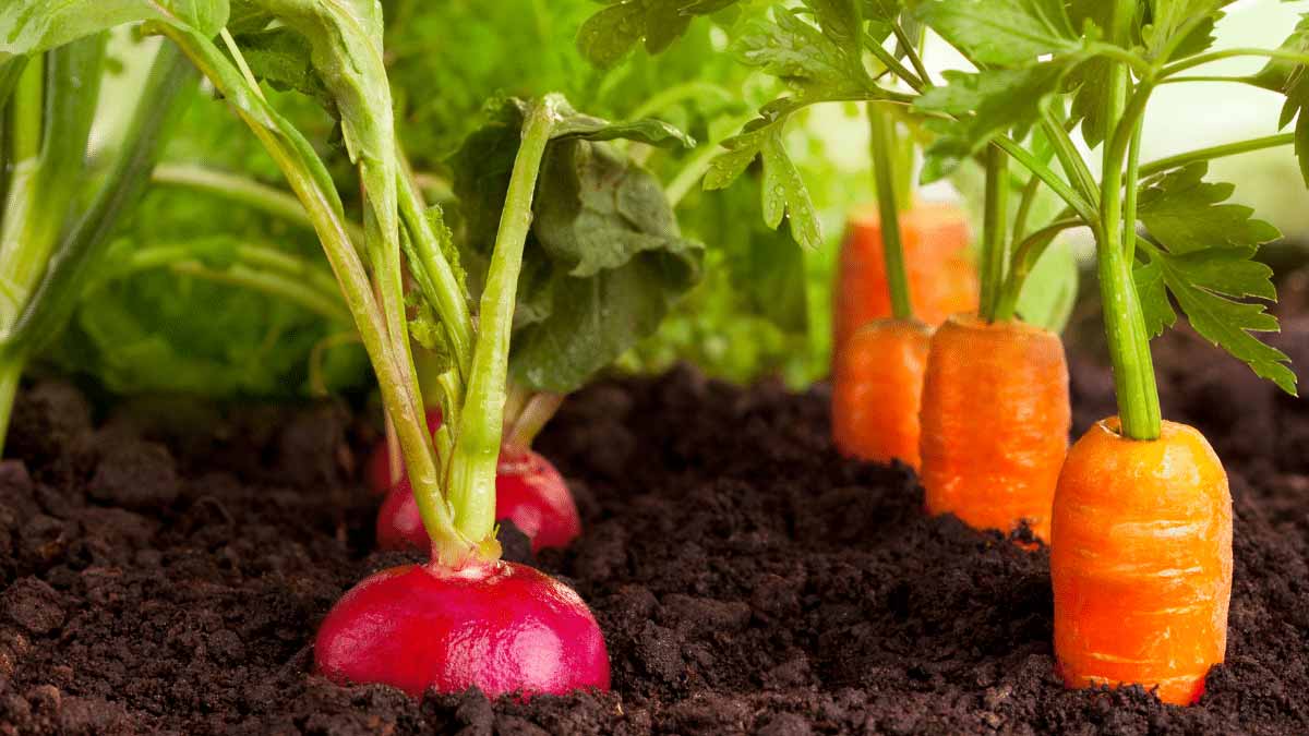 lois patrimoniales potagers familiaux