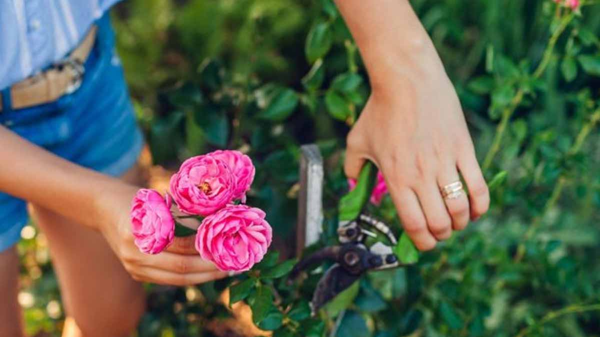 « Ma voisine m’a conseillé de ne surtout plus l’arracher » : cette verdure envahissante que tout le monde déteste est en fait un trésor caché du potager