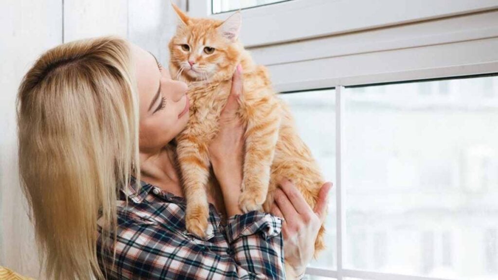 Mauvaise surprise : pour les propriétaires de chats domestiques une interdiction imminente va tout changer
