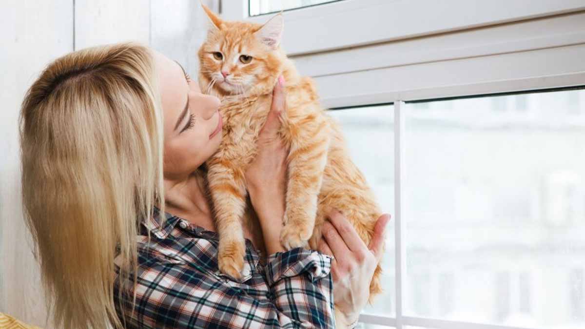 Mauvaise surprise : pour les propriétaires de chats domestiques une interdiction imminente va tout changer