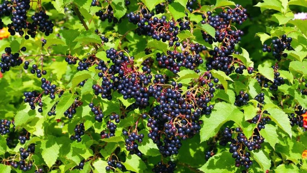 Le fruitier à cultiver en été que les jardiniers malins ne ratent jamais
