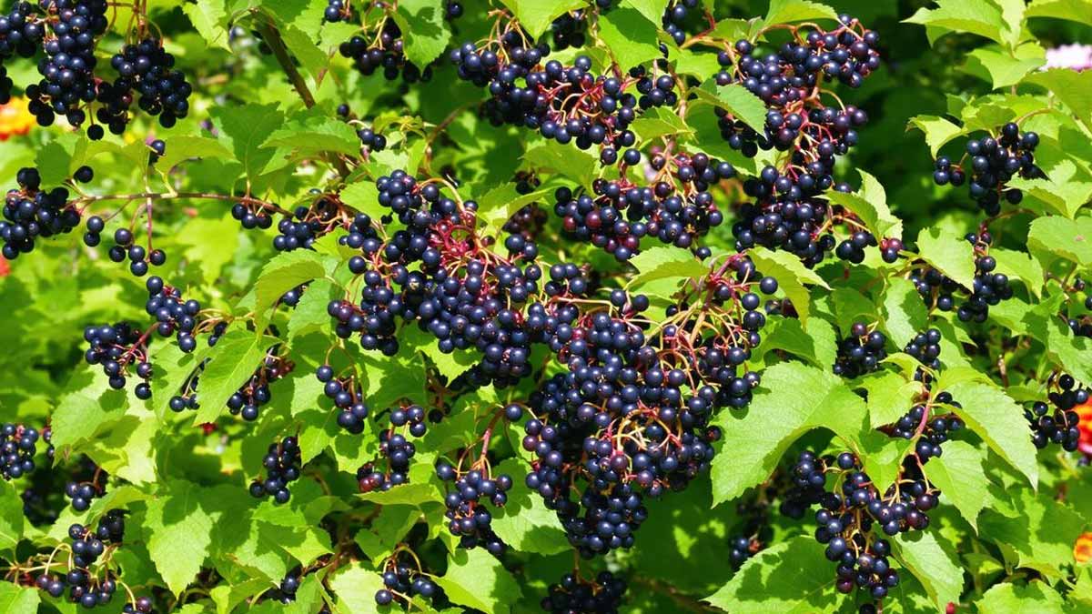 Le fruitier à cultiver en été que les jardiniers malins ne ratent jamais