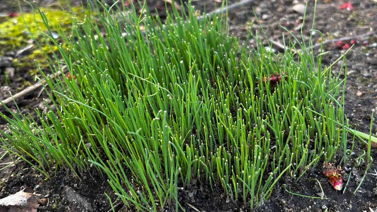 « Mon compost ne donnait rien avant » : cette herbe qu’on écrase tous les jours a relancé la fermentation et enrichi mon terreau en moins d’un mois