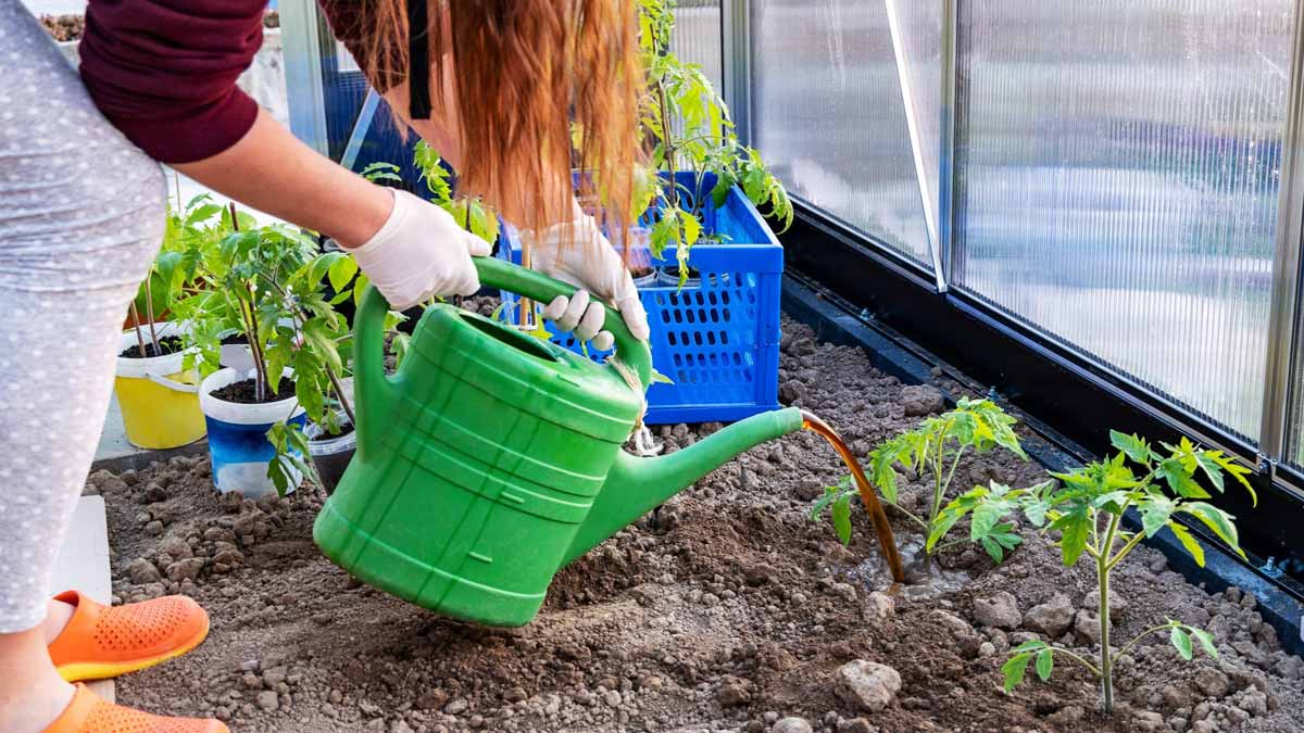 « C’est mon grand-père qui me l’a appris » : ce purin magique, tombé dans l’oubli, ressuscite les tomates en pleine vague de mildiou