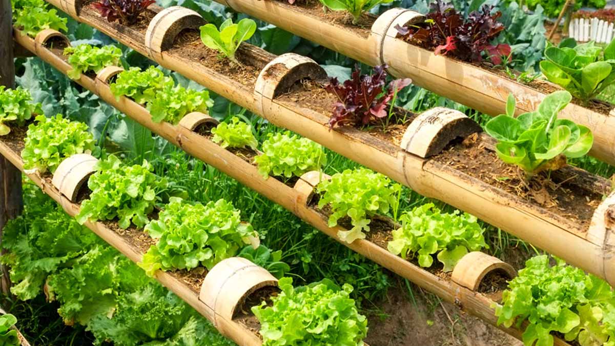 multiplier plants de fraises