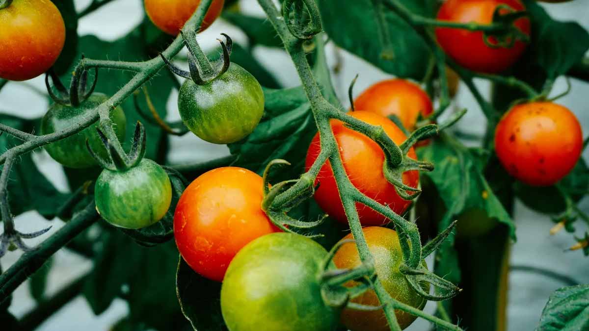 nouvelles variétés de tomates 2025