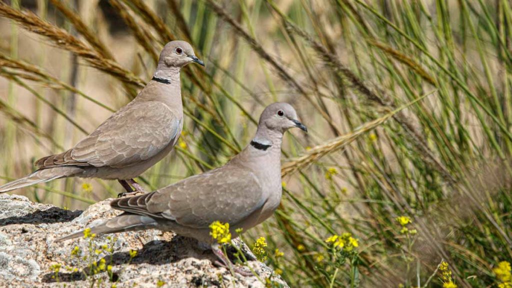 oiseaux des jardins