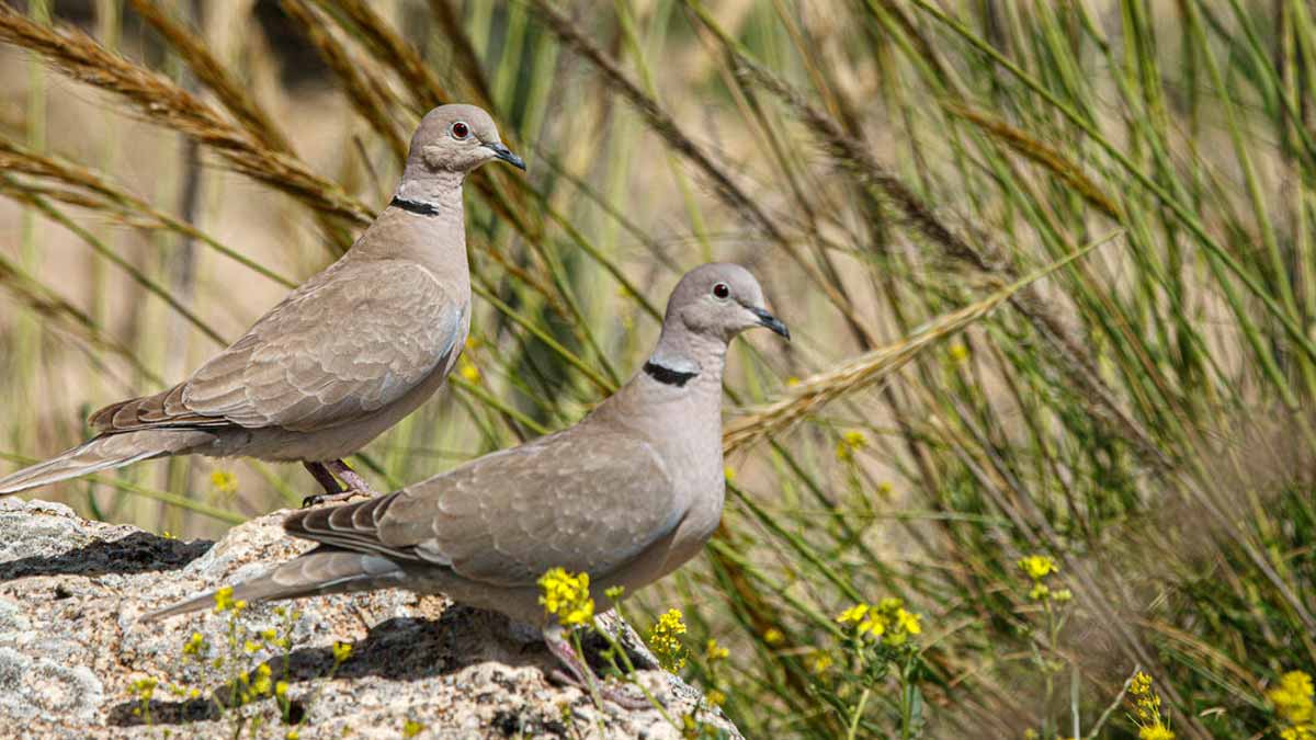 oiseaux des jardins