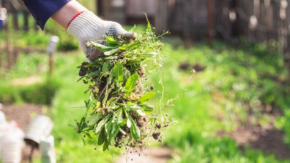 « On en parle dans tous les forums de jardinage » : cette astuce simple remplace définitivement les désherbants chimiques et fonctionne dès la première application