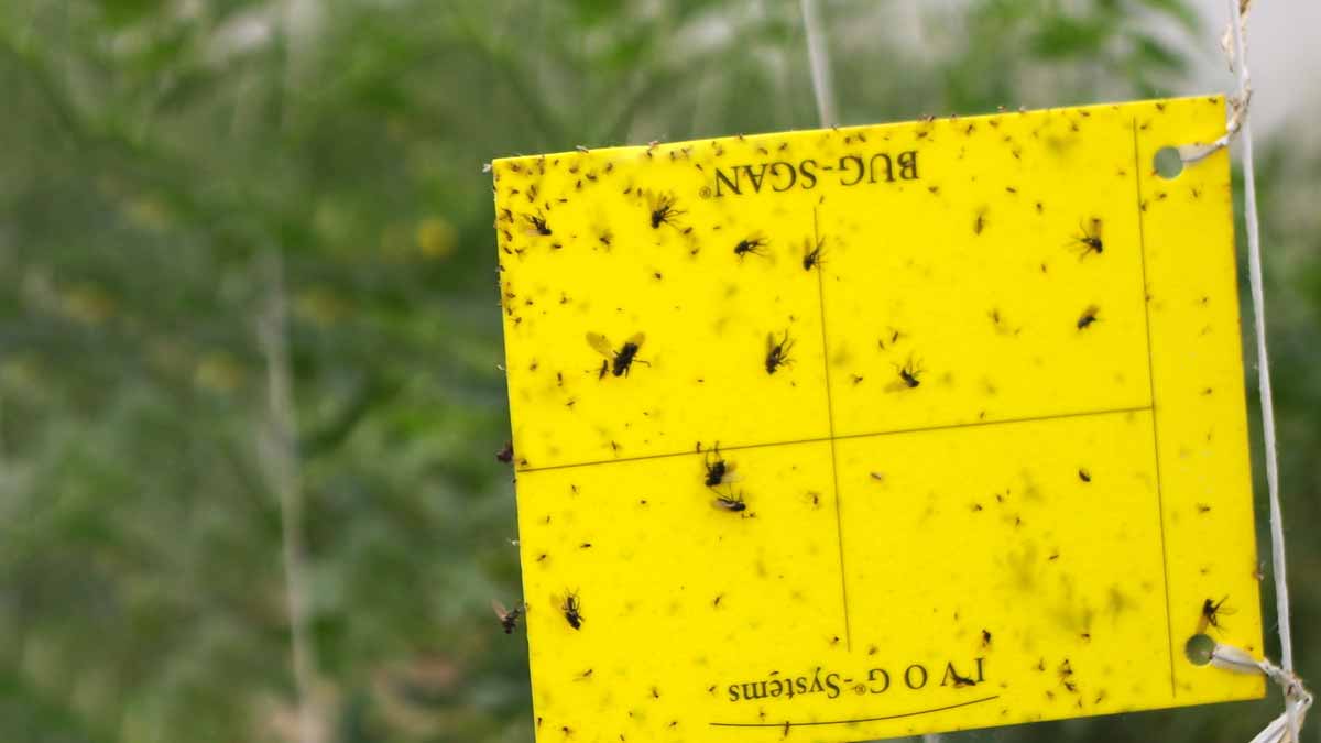 On l’utilise depuis des générations, mais peu osent encore l’adopter : cette potion oubliée fait barrage aux pucerons sans un gramme de pesticide