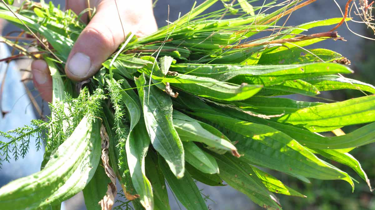 On n’y pense jamais et pourtant ça marche : cette astuce surprenante supprime les herbes folles et protège les sols sur la durée