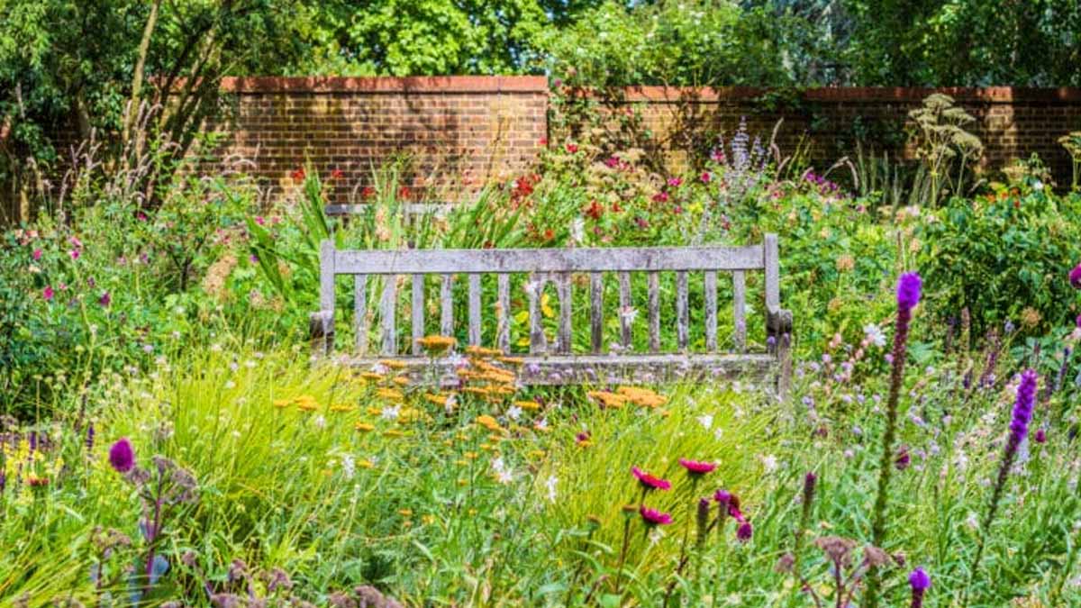 plantes indigènes dans le jardin