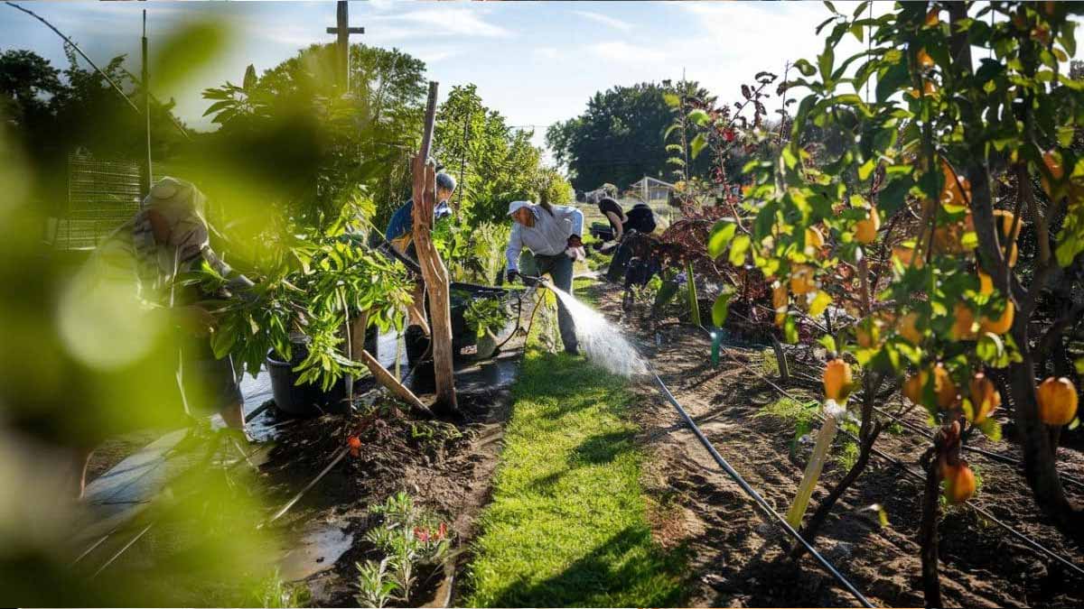 potagers vergers canicule