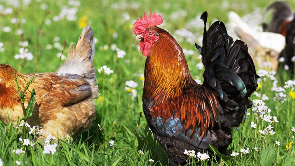 poules source de nuisances