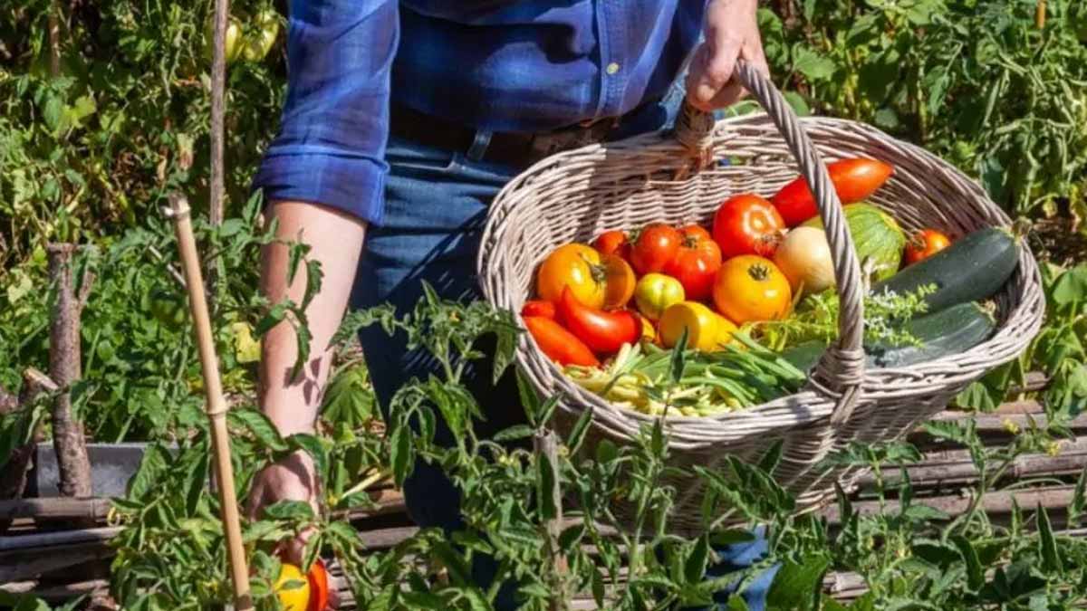 protéger légumes sécheresse