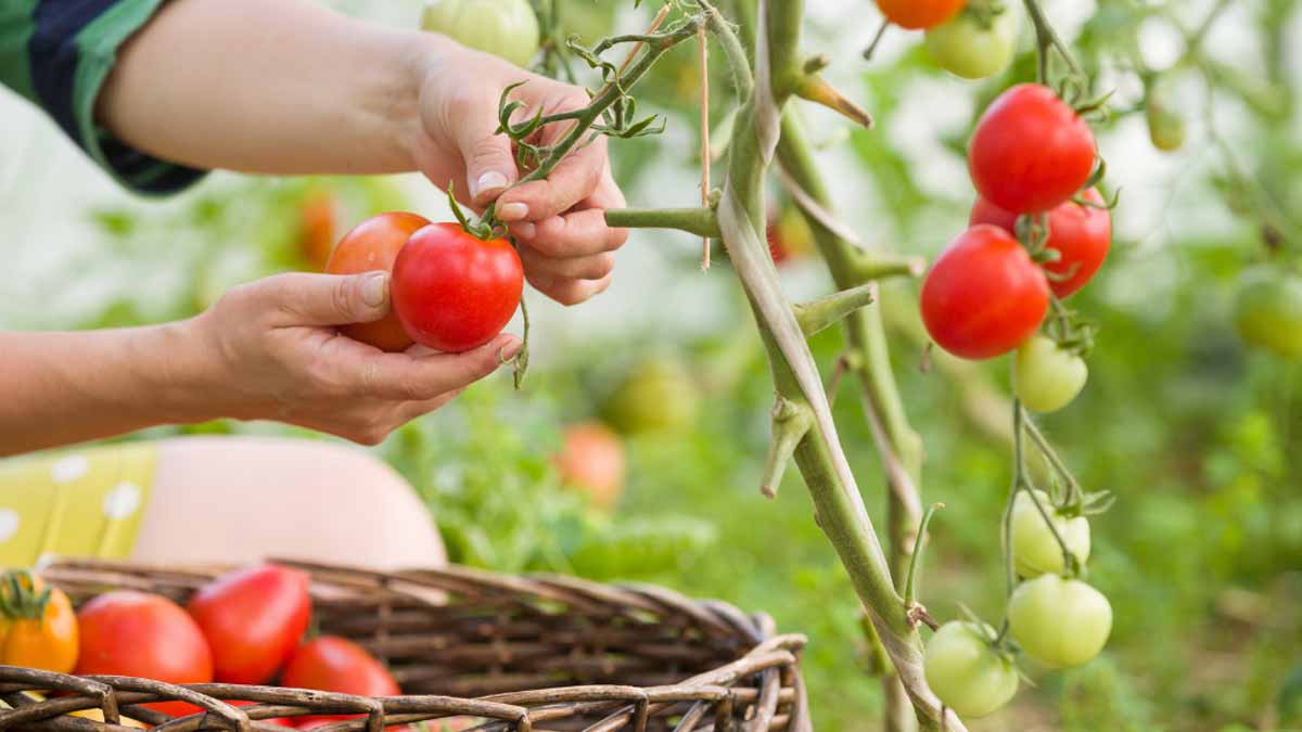 pucerons sur les tomates