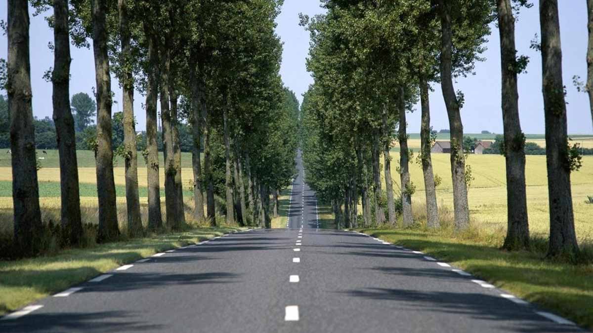 rangées d'arbres long des routes