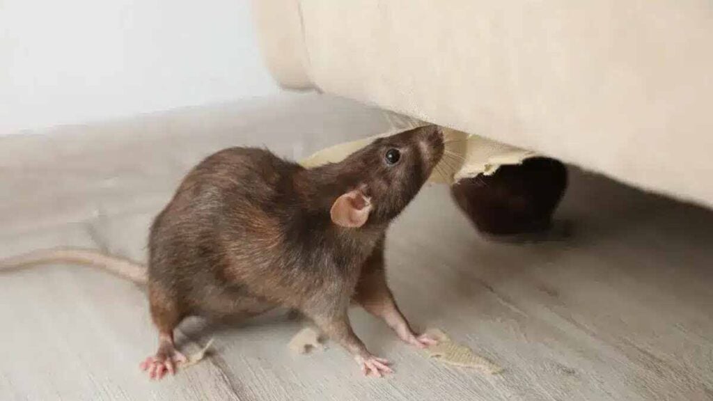 Rats et souris : cette simple feuille est le secret ultime pour les faire fuir pour toujours