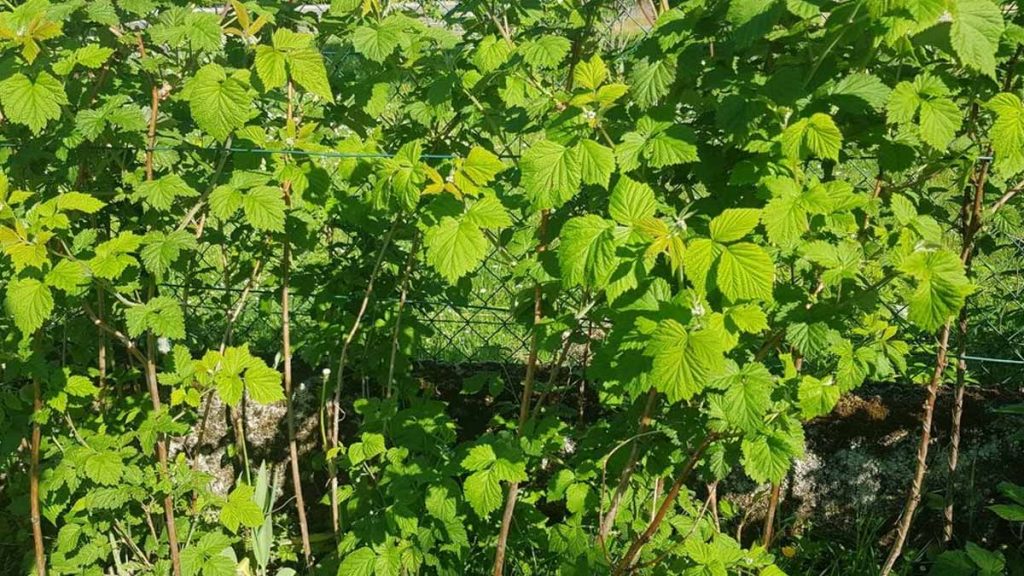 Redonnez du peps à vos framboisiers : ce geste essentiel en été pour des fruits savoureux à l’automne