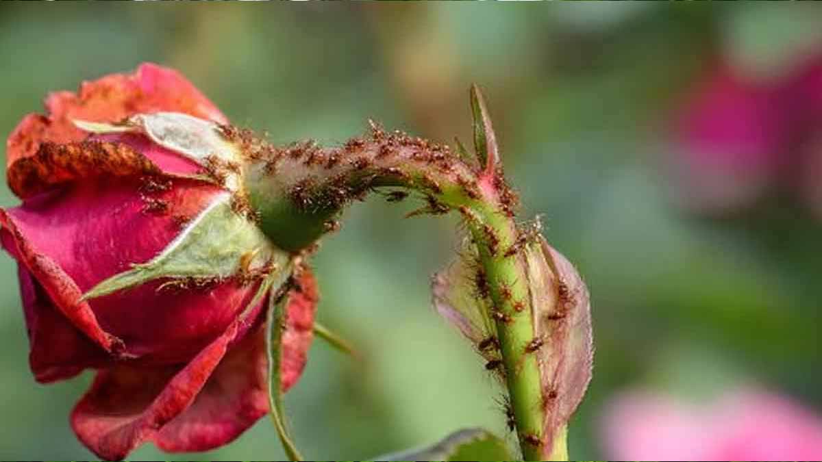 repousser pucerons rosiers
