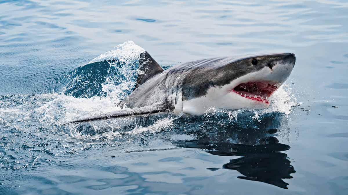 requin blanc
