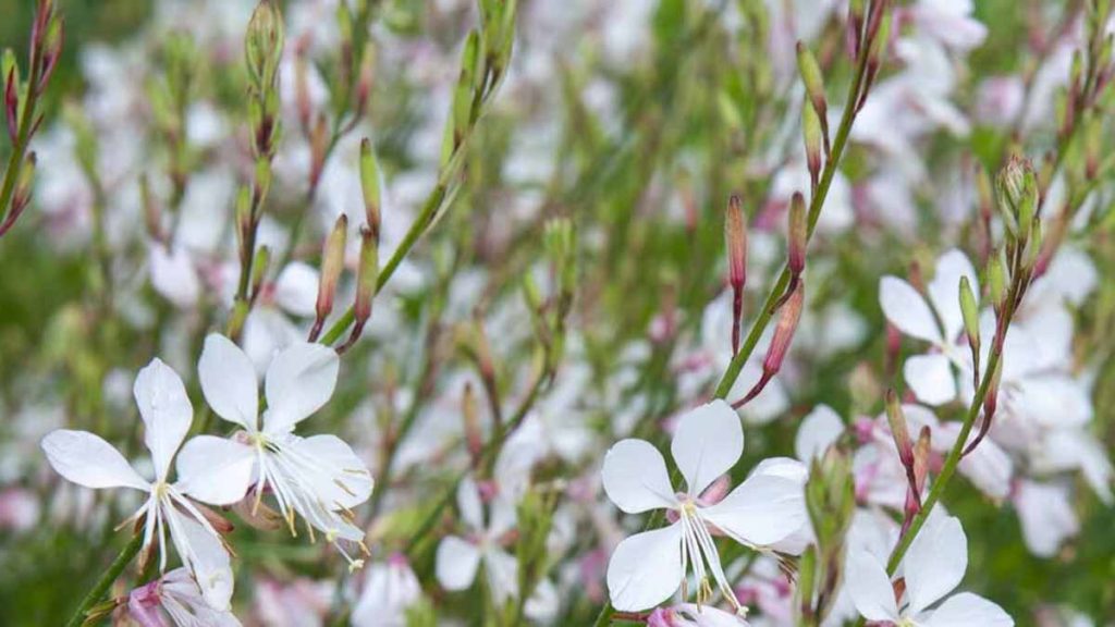 Résistante, fleurie 8 mois consécutifs, sans entretien : cette plante se passe d’un expert