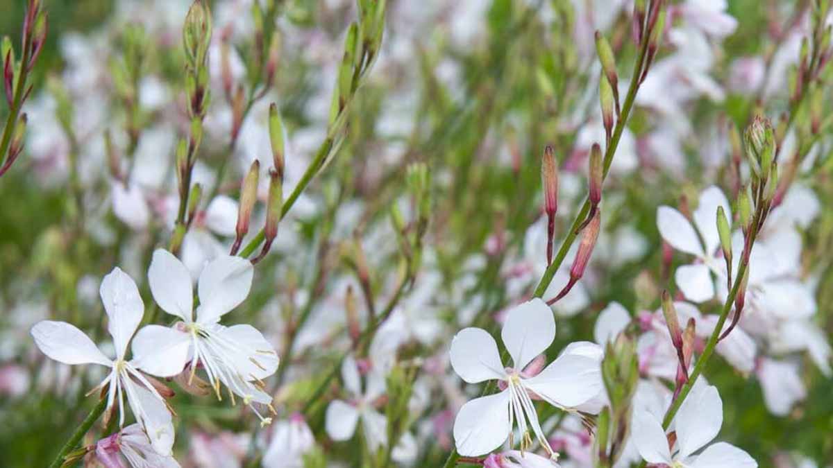 Résistante, fleurie 8 mois consécutifs, sans entretien : cette plante se passe d’un expert